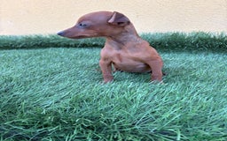 Pinscher Miniatura perros en venta: macho y hembra pinscher miniatura o mini pinscher - Imagen 2