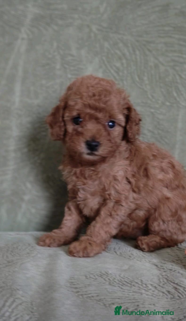 Caniche Toy perros Cachorros caniche toy - Anuncio 21