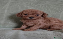 Caniche Toy perros en venta: Cachorros caniche toy - Anuncio 1