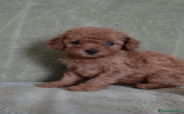 Caniche Toy perros Cachorros caniche toy - Anuncio 4