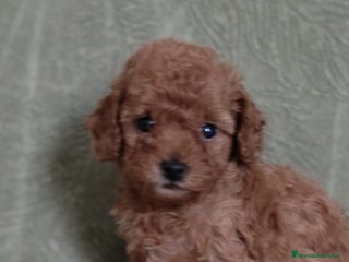 Caniche Toy perros Cachorros caniche toy - Anuncio 2