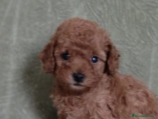 Caniche Toy perros Cachorros caniche toy - Anuncio 16