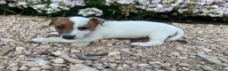 Jack Russell Terrier perros en venta: Jack Russell 550€ precio real! - Anuncio 3