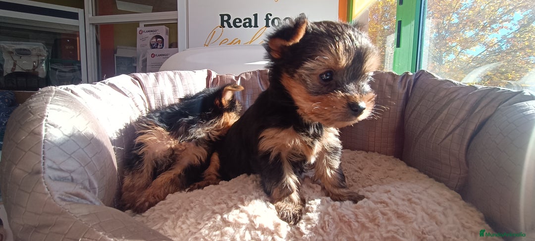 Yorkshire Terrier perros en venta: Cachorros de Yorkshire  - Anuncio 9