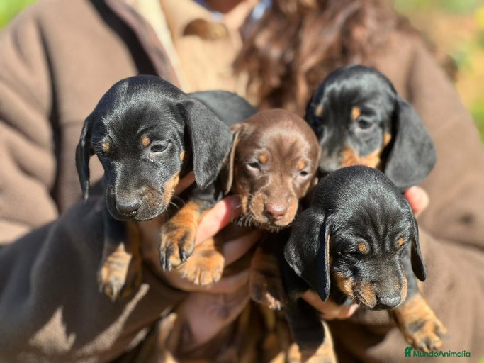 Imagen de galería {{count}}