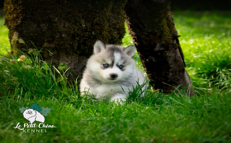Pomsky perros - Anuncio 1