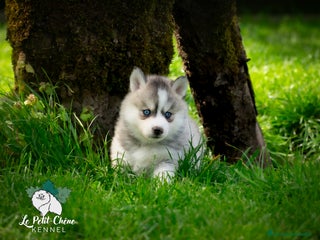 Pomsky perros - Anuncio 35