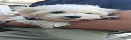 Bichón Maltés perros en venta: OPORTUNIDAD PRECIOSO BICHON MALTÉS  - Anuncio 1