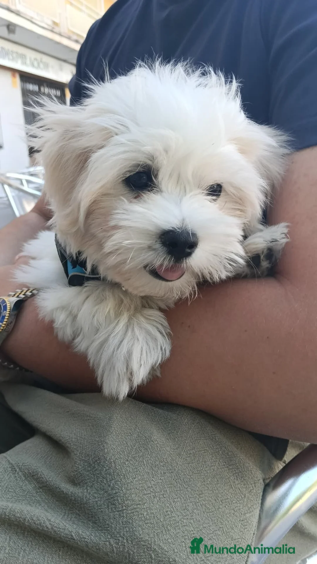 Bichón Maltés perros en venta: OPORTUNIDAD PRECIOSO BICHON MALTÉS  - Anuncio 1