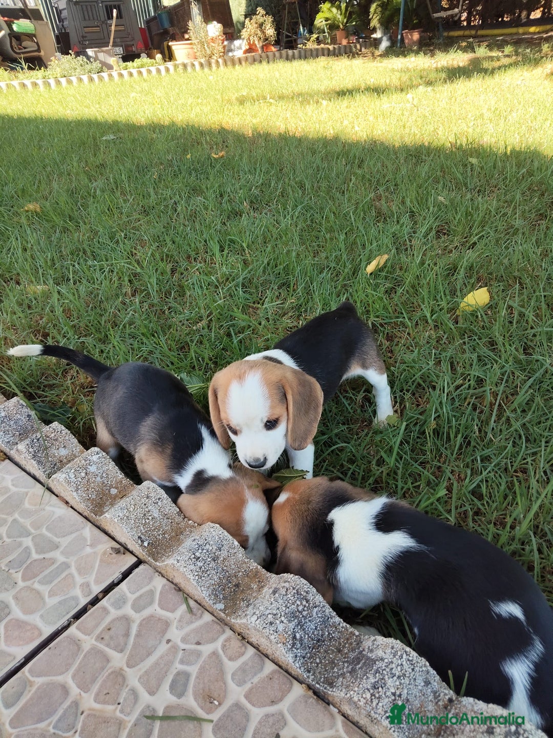 Beagle perros en venta: Preciosa camada de Beagle  - Imagen 11