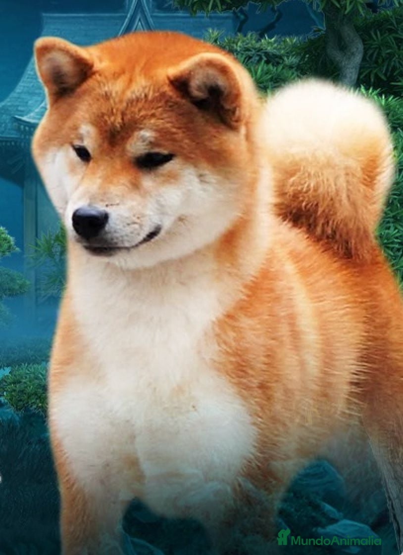 Shiba Inu perros CACHORROS DE SHIBA INU. Centro canino - Anuncio 2