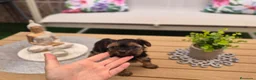 Yorkshire Terrier perros en venta: Yorkshire terrier - Anuncio 31