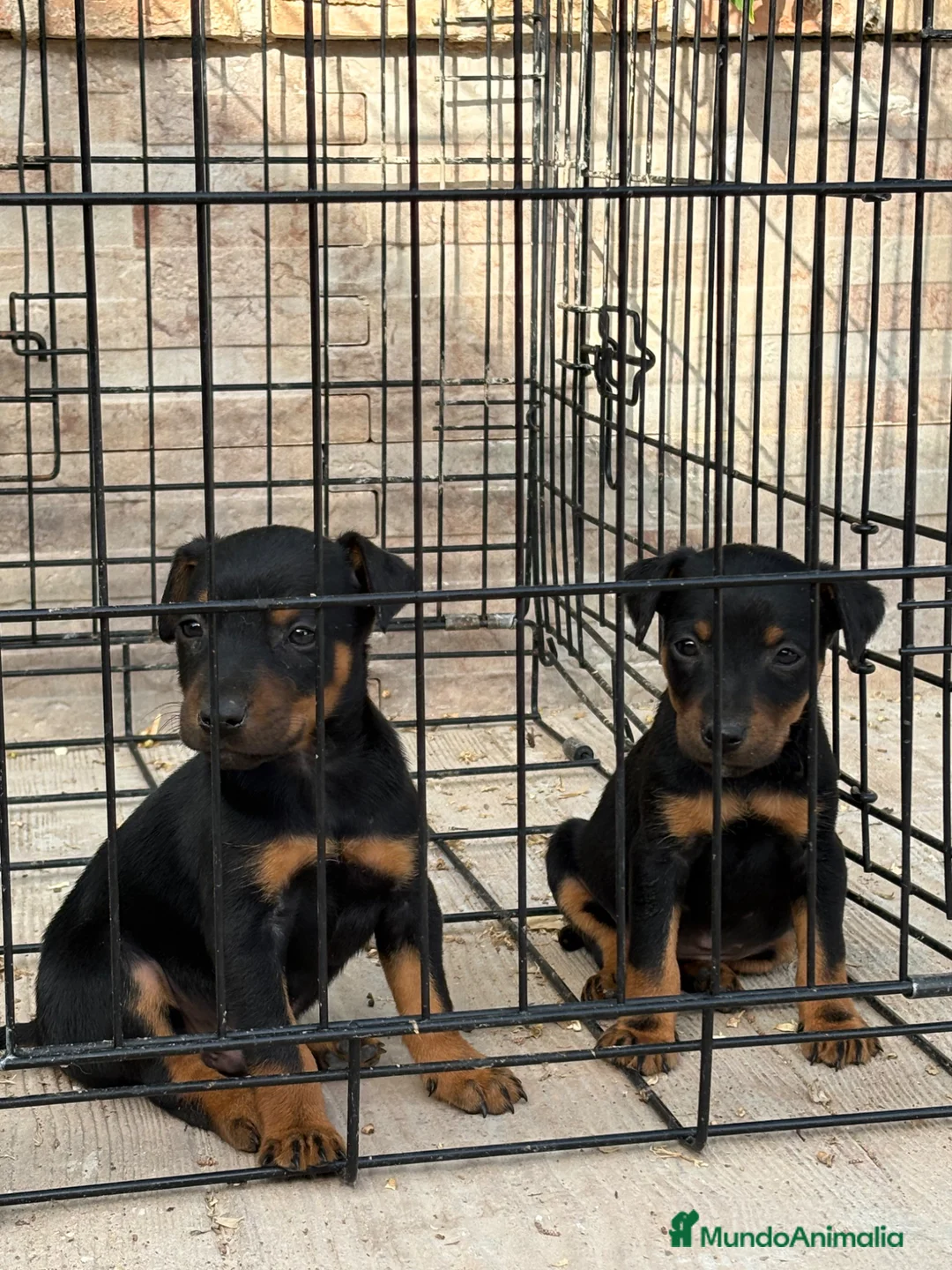 Terrier Alemán de Caza perros en venta: Cachorros Jagd terrier  - Anuncio 2