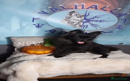 Pomchi perros en venta: Hembra pomerania x de 6 meses toy - Imagen 2