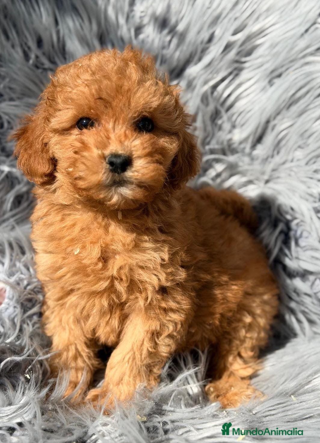 Maltipoo perros en venta: Camada de maltipoo rojos y apricot  - Anuncio 3