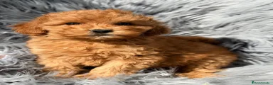 Maltipoo 1