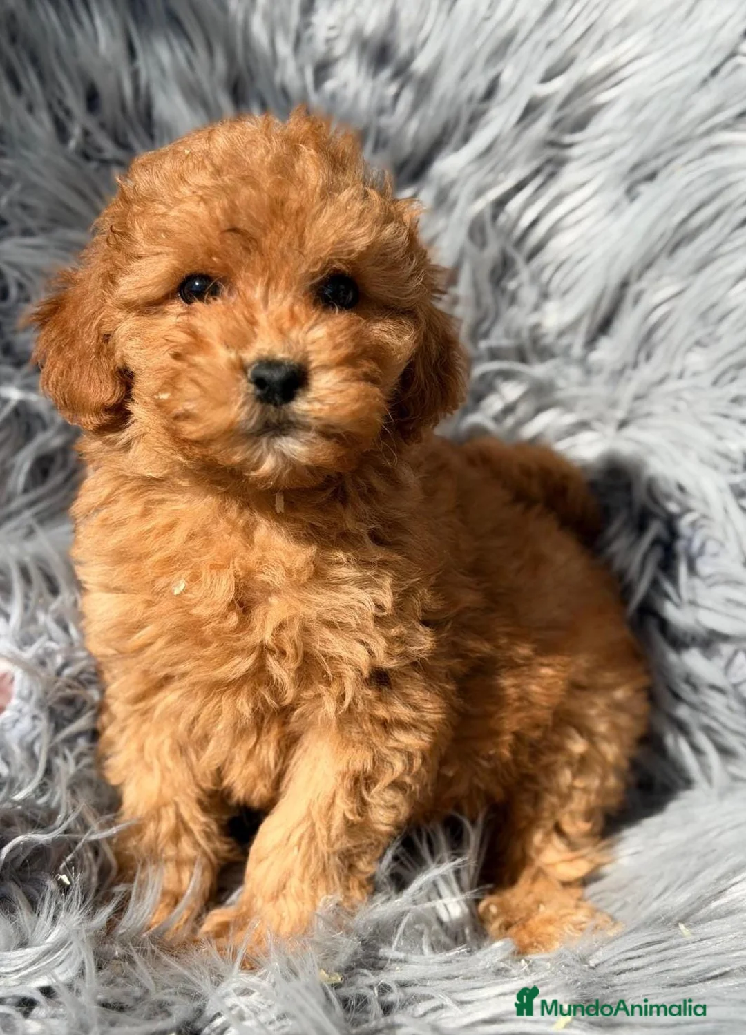 Maltipoo perros en venta: Camada de maltipoo rojos y apricot  - Anuncio 1