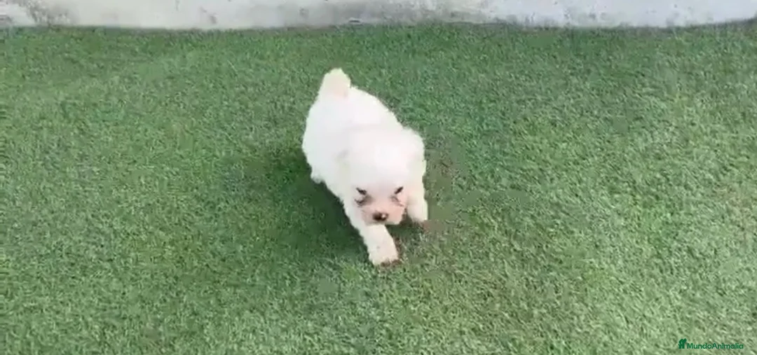 Bichón Maltés perros en venta: Bichon maltés🐶🐾 - Anuncio 2