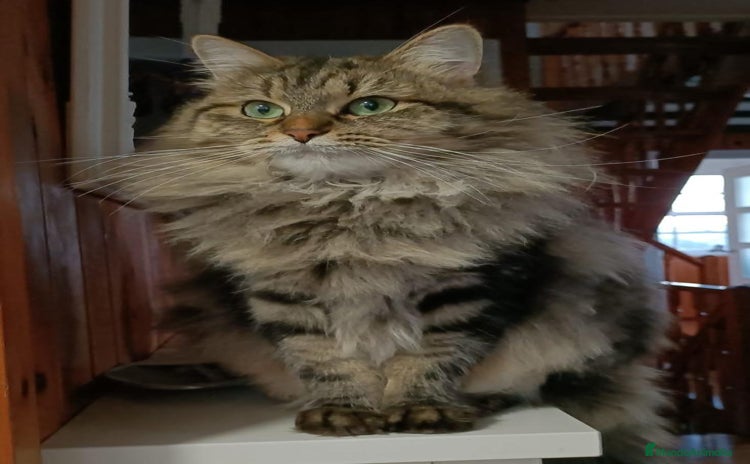 Siberiano gatos Siberianos Líneas Rusas - Anuncio 1