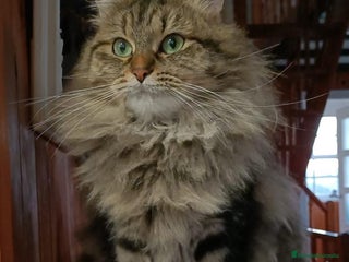 Siberiano gatos Siberianos Líneas Rusas - Anuncio 3