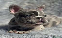 Bulldog Francés perros en venta: BULLDOG FRANCÉS EXÓTICO MERLE - Imagen 2