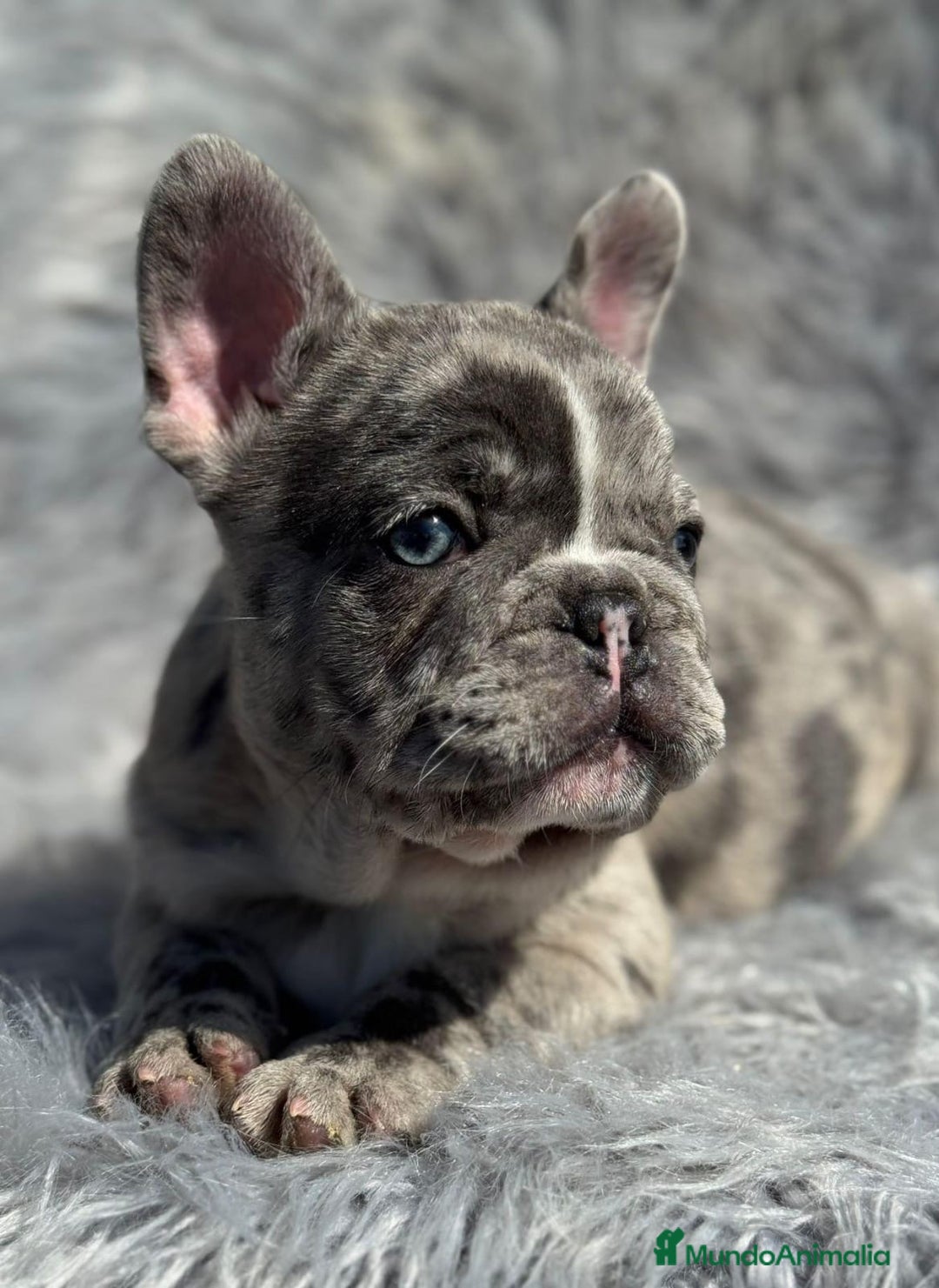 Bulldog Francés perros en venta: BULLDOG FRANCÉS EXÓTICO MERLE - Imagen 2