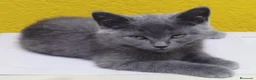 Británico de Pelo Corto Azul gatos en venta: British  - Anuncio 1