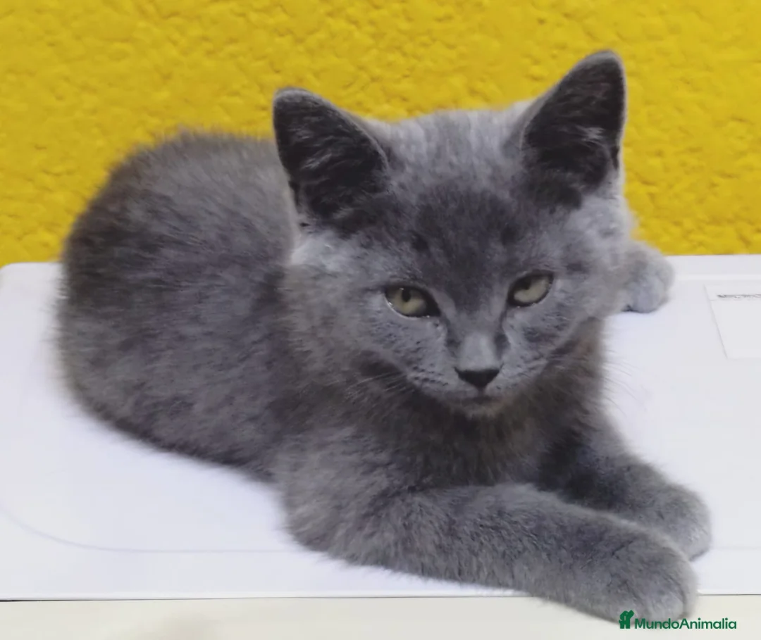 Británico de Pelo Corto Azul gatos en venta: British  - Anuncio 1