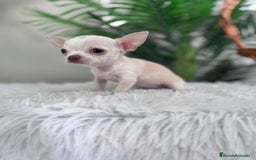 Chihuahua perros en venta: CHIHUAHUA HEMBRA - Imagen 16