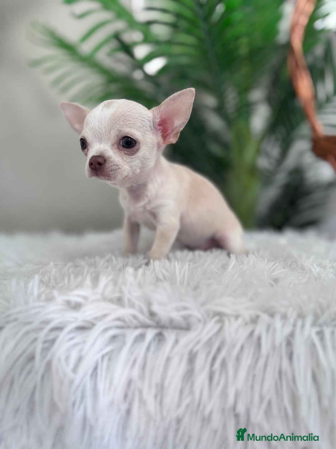 Chihuahua perros en venta: CHIHUAHUA HEMBRA - Imagen 16