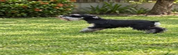 Schnauzer Miniatura perros en venta: Schnauzer Mini Negro y Plata  - Anuncio 3