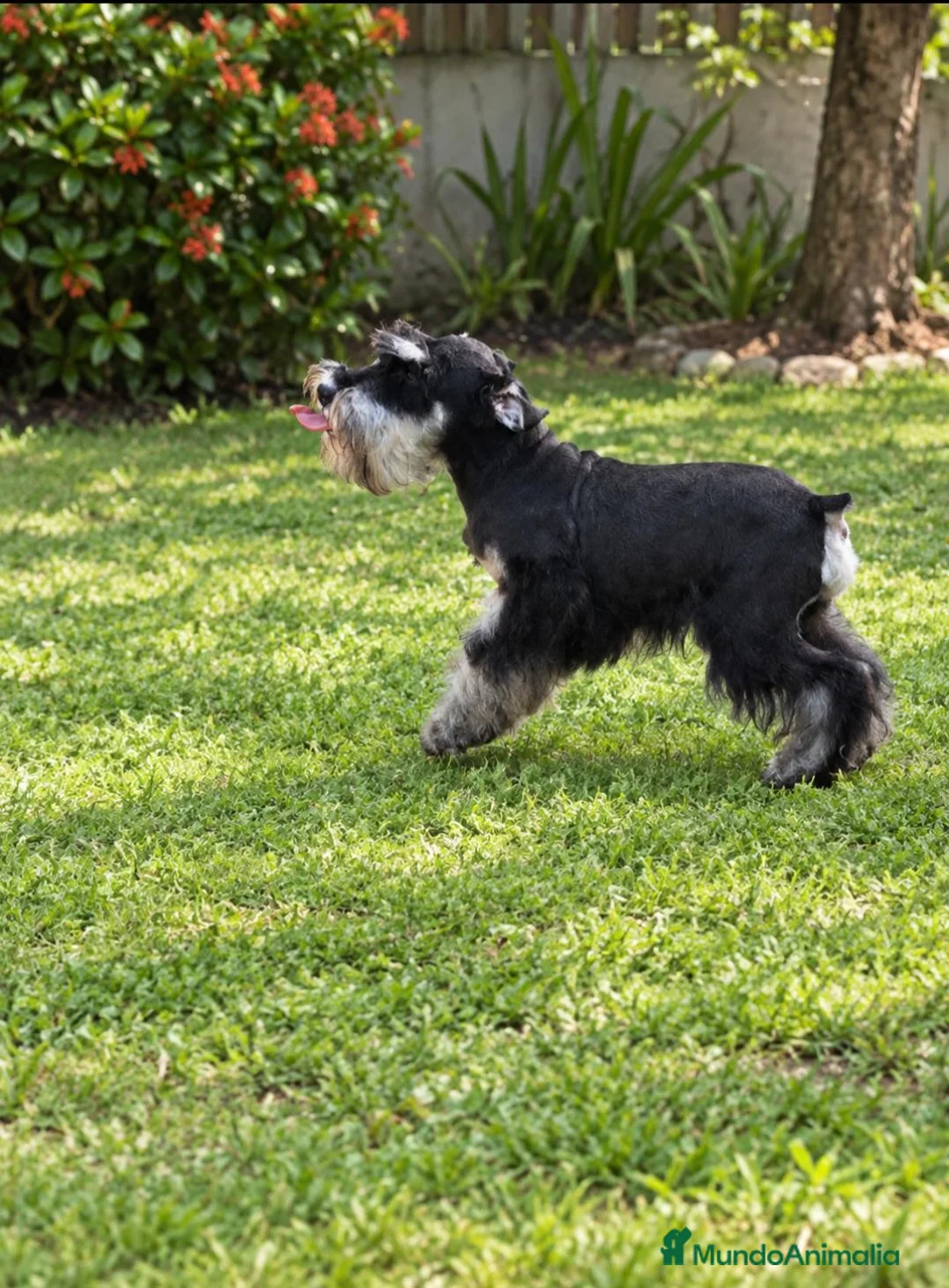 Schnauzer Miniatura perros en venta: Schnauzer Mini Negro y Plata  - Anuncio 3