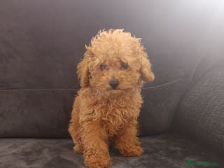 Caniche Toy perros Caniche toy - Anuncio 32