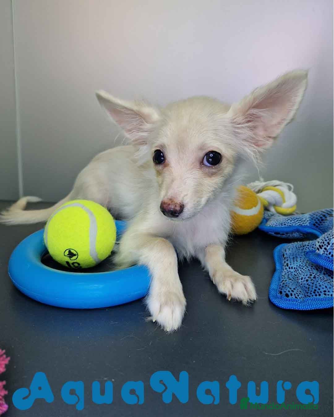 Pomchi perros en venta: Pomchi Hembra 1756 AQUANATURA - Imagen 4