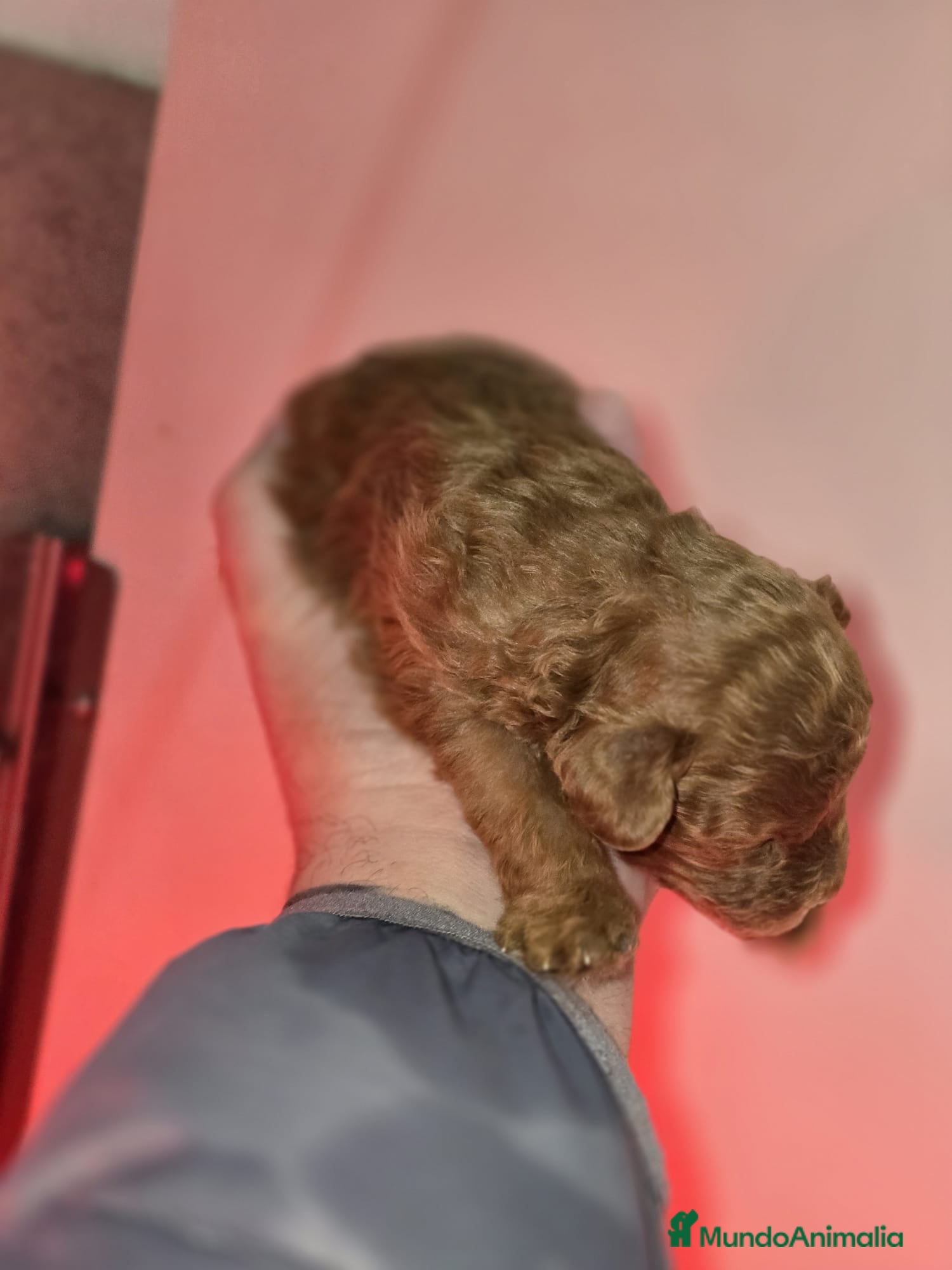 Caniche Toy perros Venta de caniche toy. - Anuncio 2