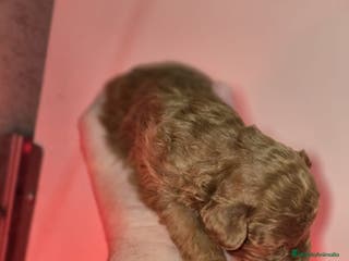 Caniche Toy perros Venta de caniche toy. - Anuncio 29