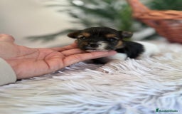 Yorkshire Terrier perros en venta: YORKSHIRE BIEWER HEMBRA - Anuncio 4