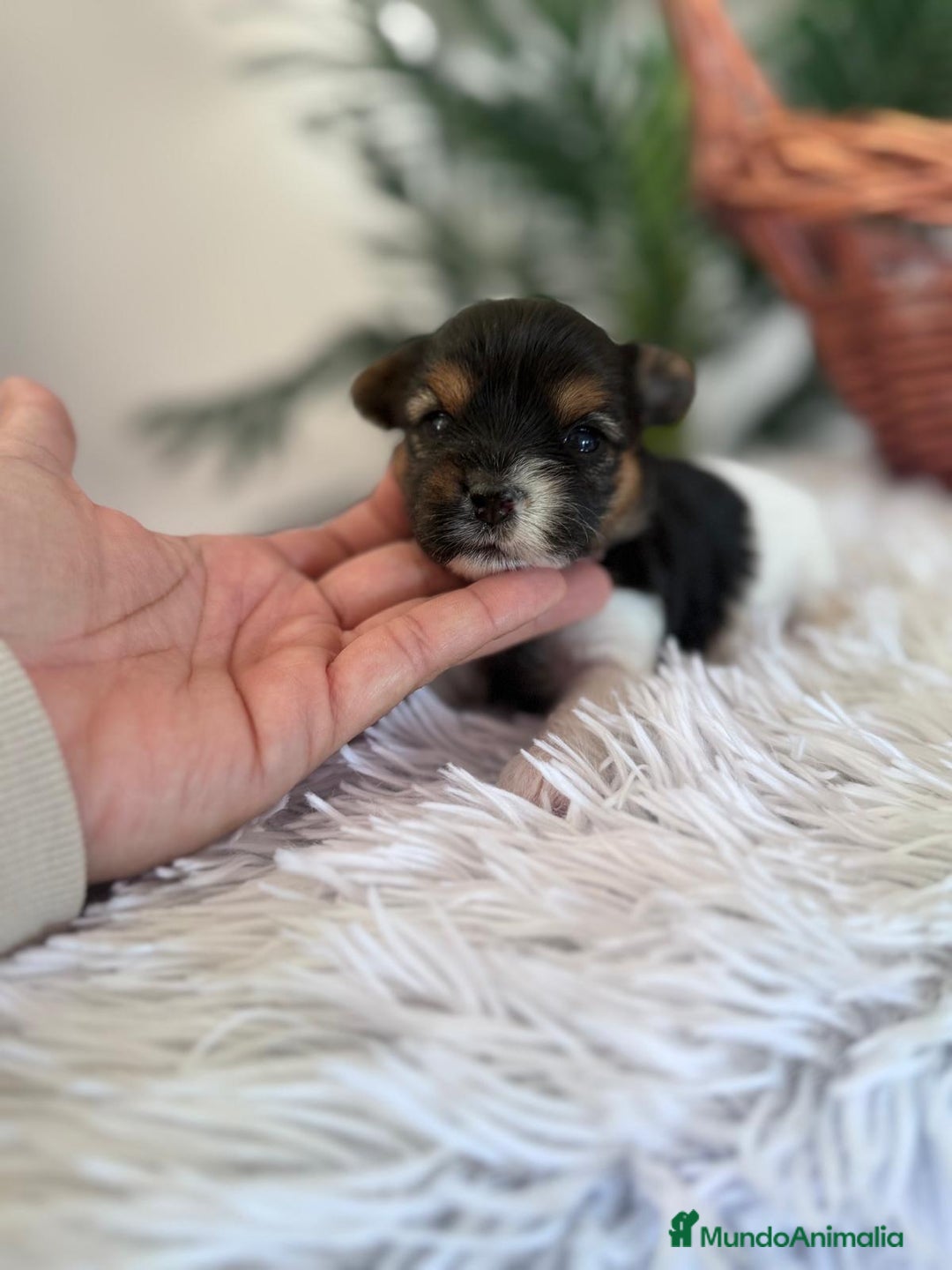 Yorkshire Terrier perros en venta: YORKSHIRE BIEWER HEMBRA - Anuncio 4