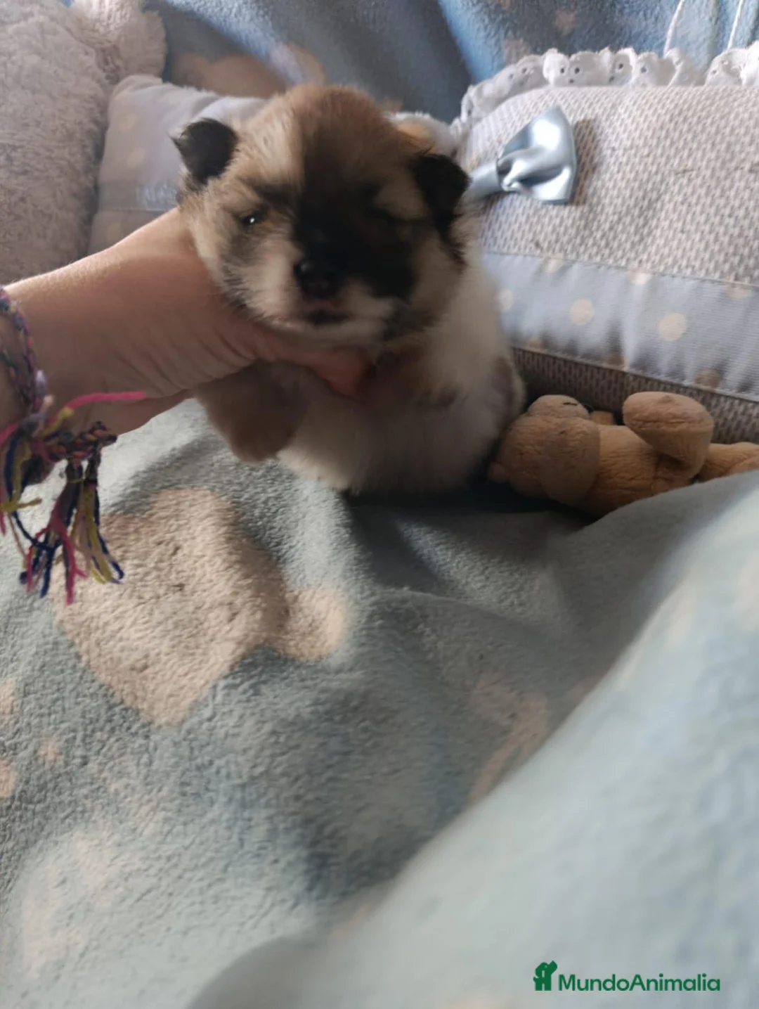Pomerania perros en venta: Pomerania ositas hembras  - Anuncio 2