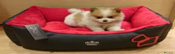 Pomerania perros en venta: Cachorros de Lulú de Pomerania en Barcelona - Anuncio 6