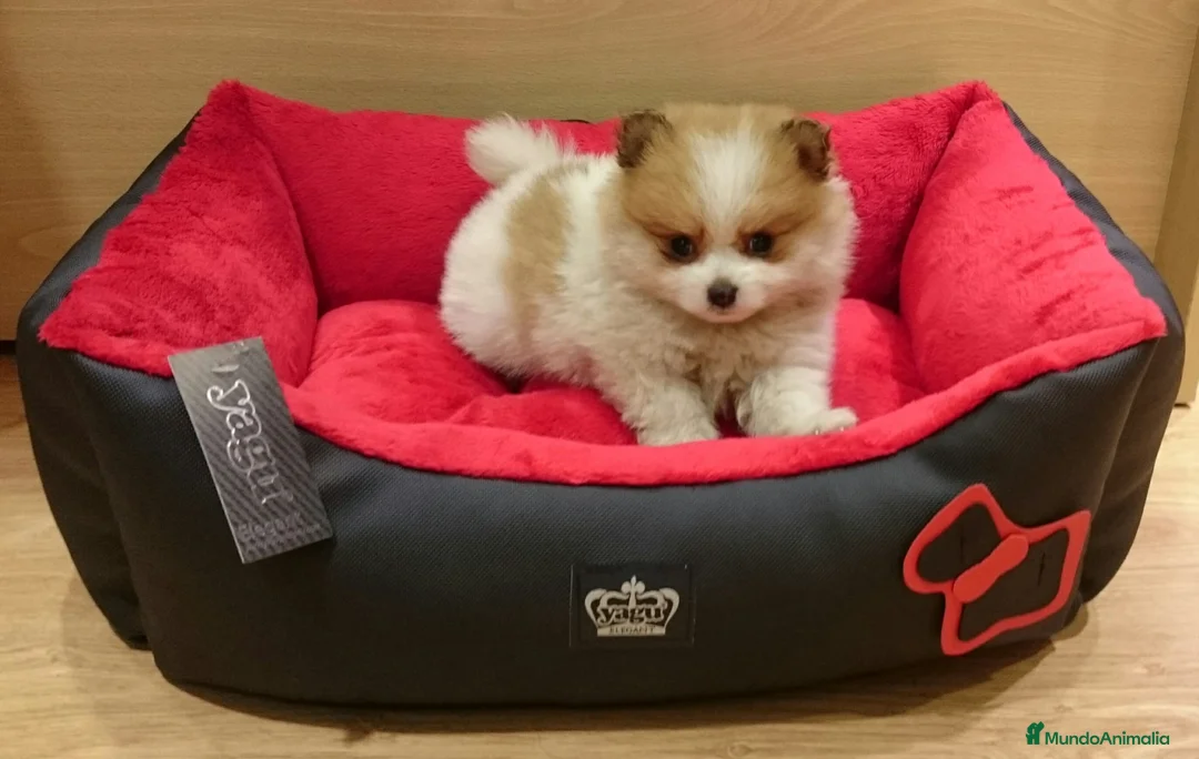 Pomerania perros en venta: Cachorros de Lulú de Pomerania en Barcelona - Anuncio 6