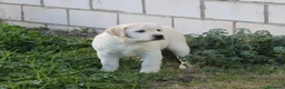 Labrador Retriever perros en venta: cachorros labrador retriever - Anuncio 4
