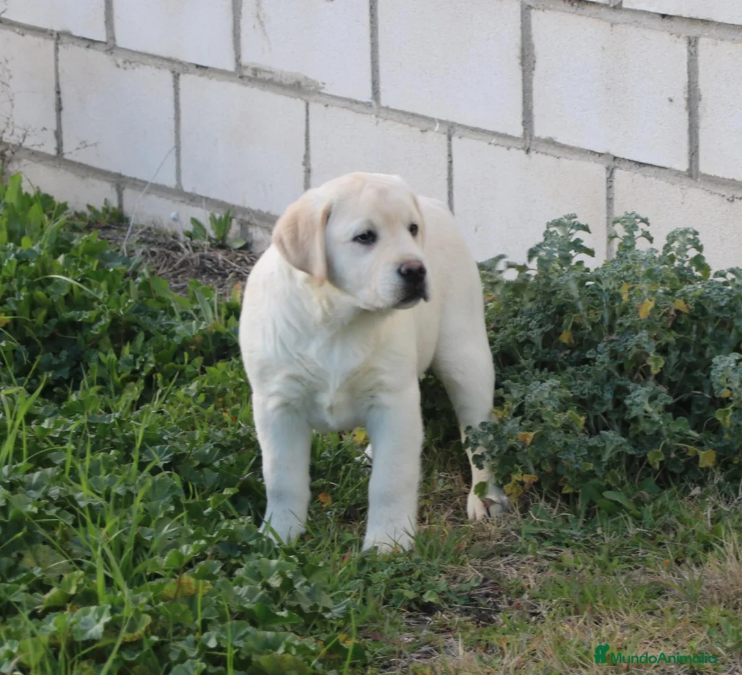 Labrador Retriever perros en venta: cachorros labrador retriever - Anuncio 4