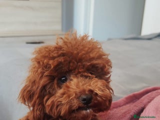 Caniche Toy perros Caniches toy - Anuncio 1