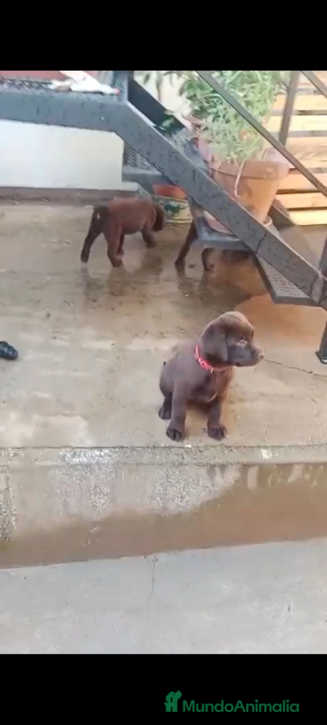 Labrador Retriever perros en venta: Labrador retriever chocolate disponible  - Anuncio 1