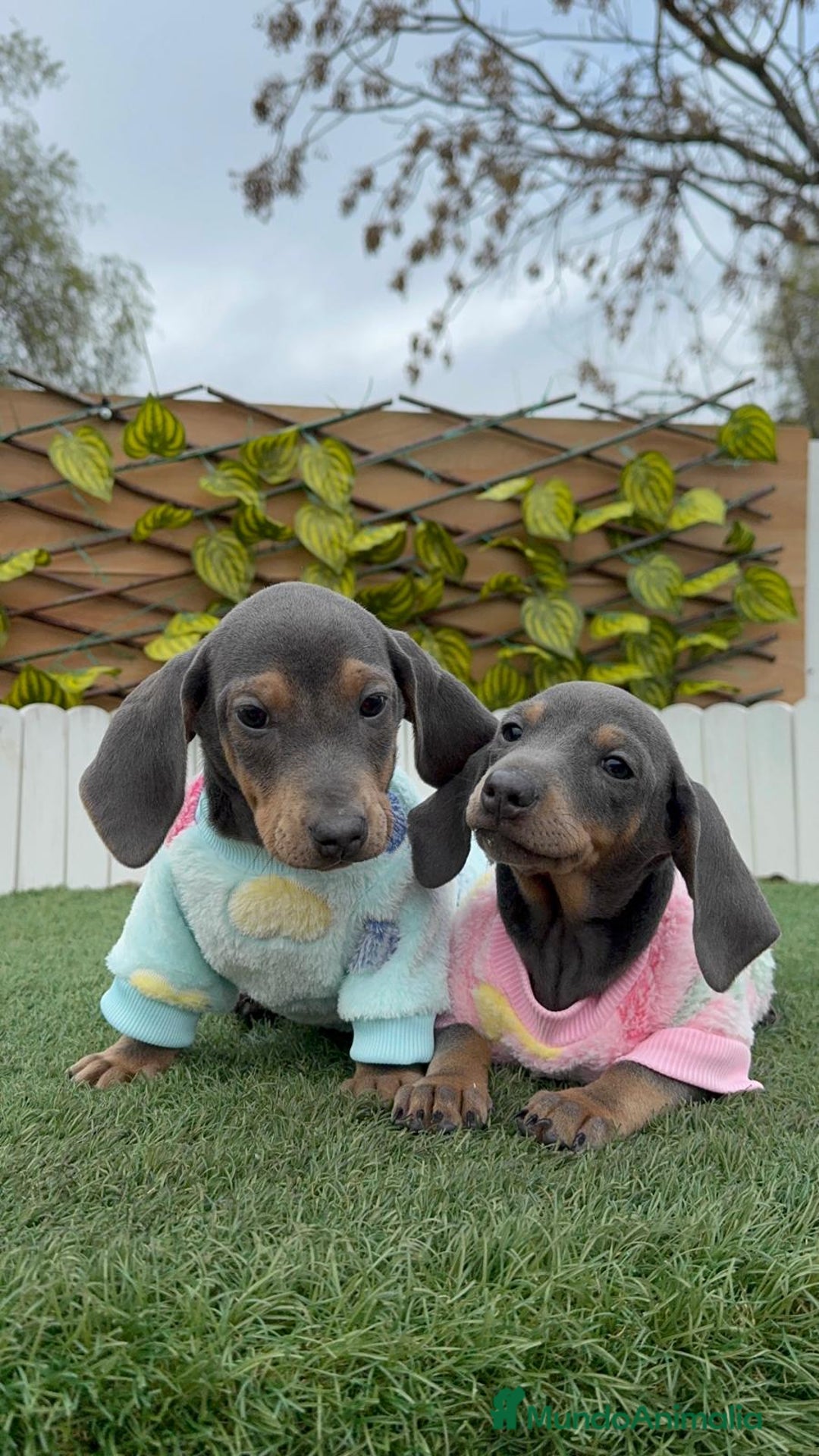 Teckel Miniatura perros en venta: TECKEL MINIATURA BLUE - Anuncio 8