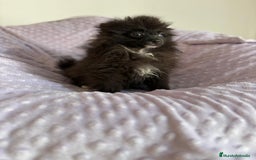 Pomerania perros en venta: Lulu pomerania MICRO TOY  - Imagen 12