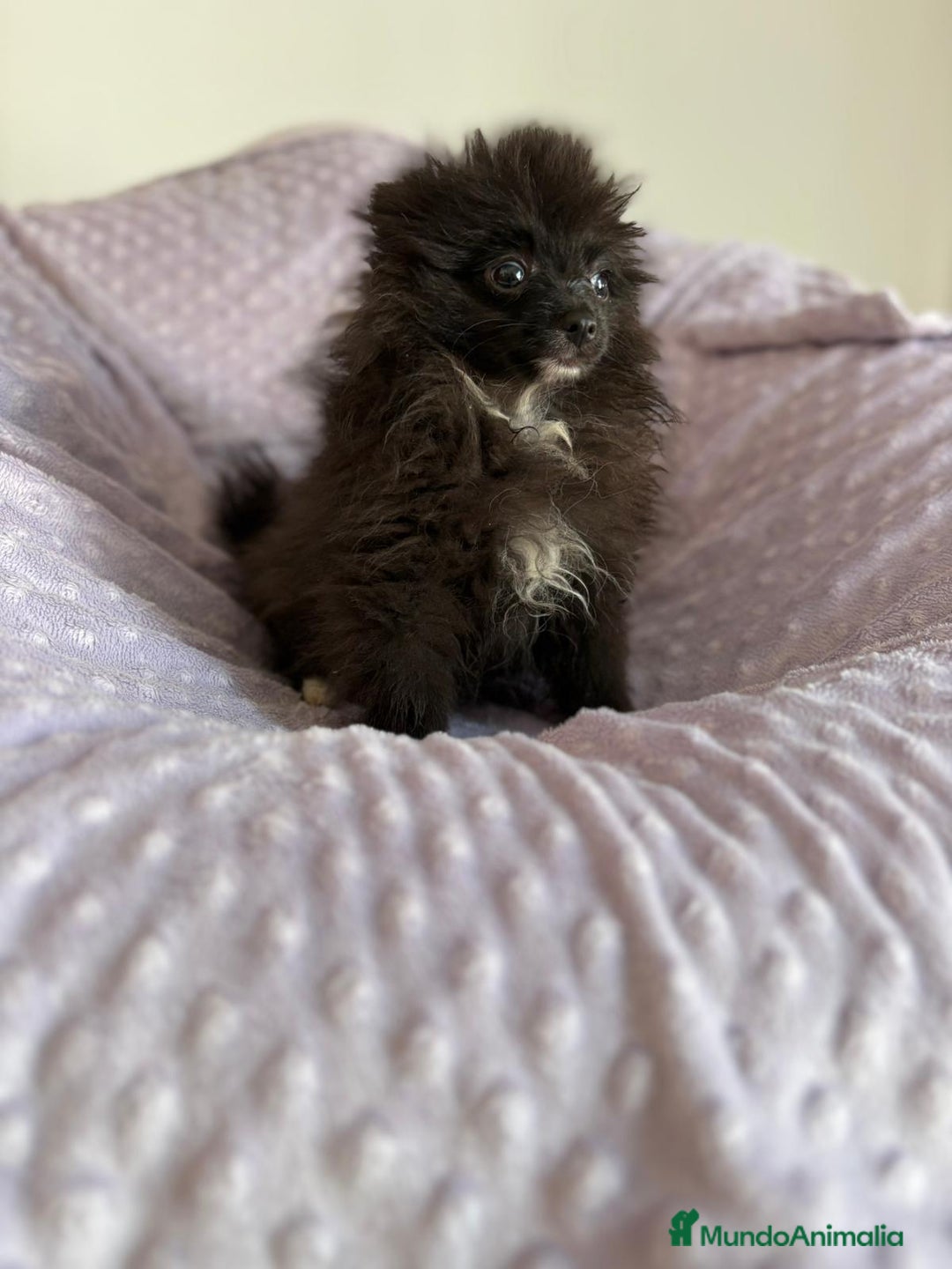 Pomerania perros en venta: Lulu pomerania MICRO TOY  - Imagen 12