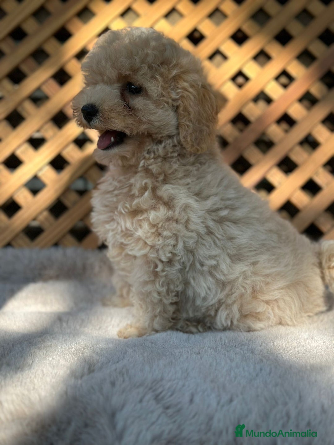 Caniche Toy perros en venta: Caniche Apricot Toy  - Imagen 2
