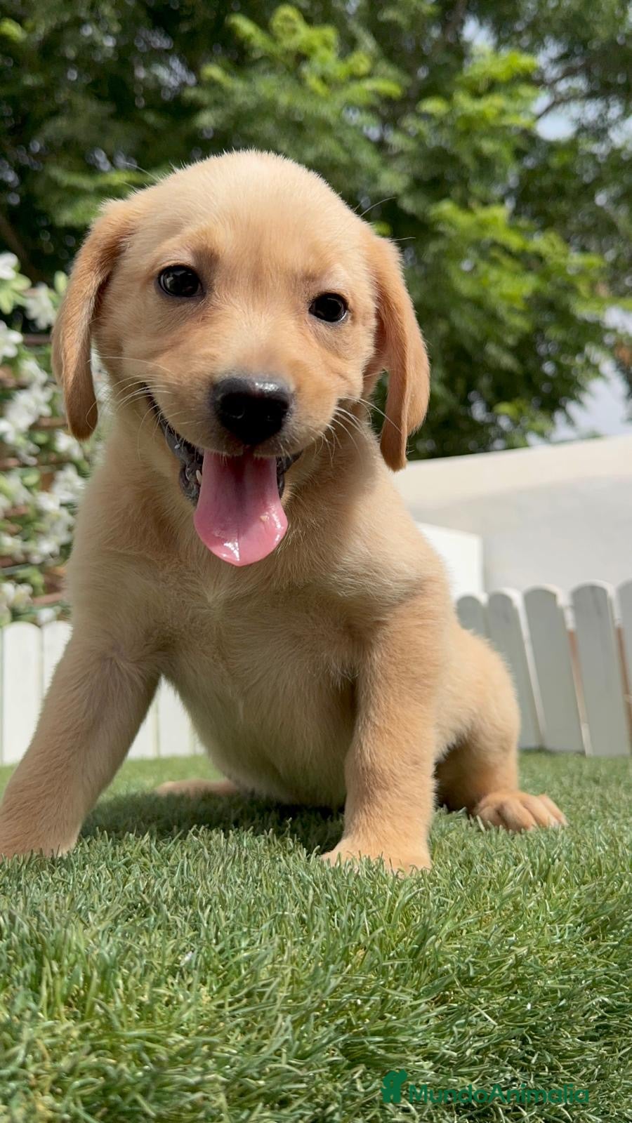 Labrador Retriever perros LABRADOR HEMBRA - Anuncio 1